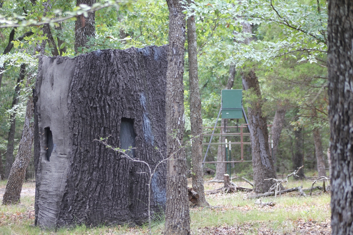 The Tree Trunk Blind